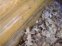 leaves against logs