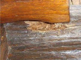 Dry Rot