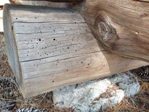 Insect holes in log