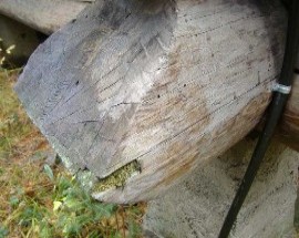 powderpost beetles