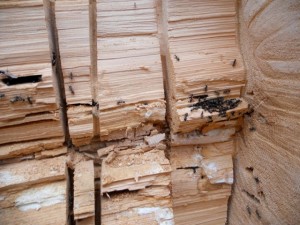 carpenter ants 2
