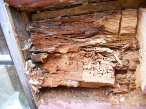 carpenter ants