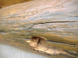 Serious rot