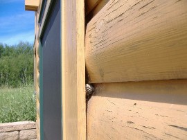 chinking behind trim