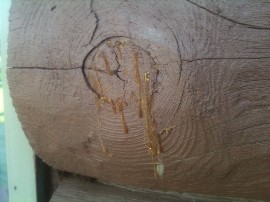 sap