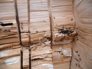 carpenter ants