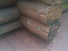 mold on logs