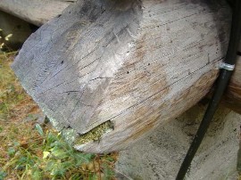 Insect Problem