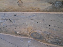 insects log home