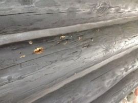 woodpeckers