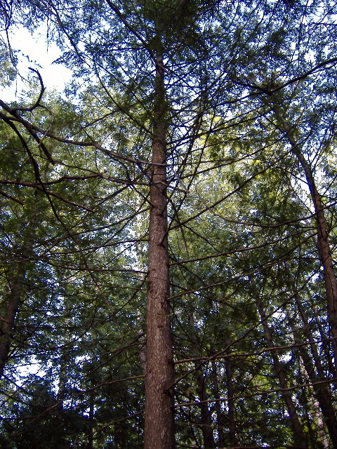 A cedar tree in nature growing straight and tall.
