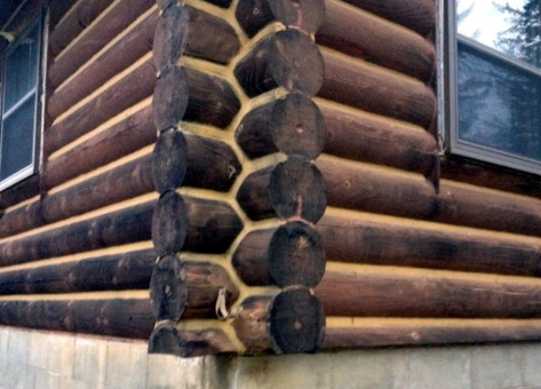 ends of logs that have rot in them.