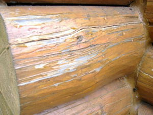 A combination of upward facing cracks and a finish build up that leg this log to rot.