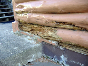 Logs on a log home that have been painted and are now rotting significantly.