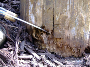 Rot on the bottom of a post that was touching the ground.