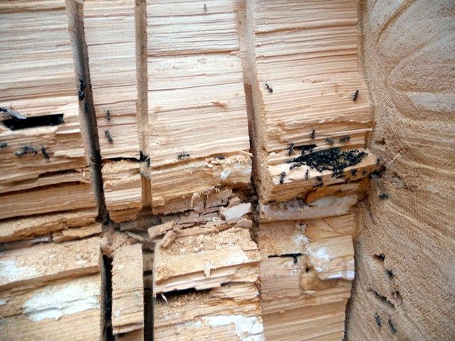 Carpenter ants investing logs