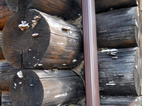 Rotten logs growing mushrooms