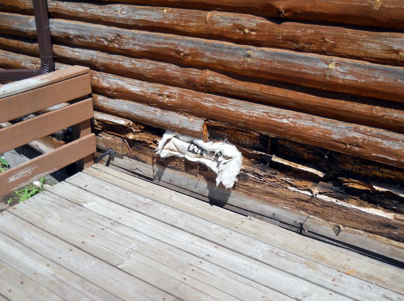 Extensive log rot near deck